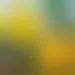 6-balenie závesných pascí na muchy | BUGIORB